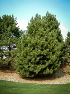 Сосна Чёрная (Pinus Nigra) купить по цене от 270.00р. в интернет-магазине «Посадика» с доставкой почтой в в Салехарде и по всей России – [изображение №1].