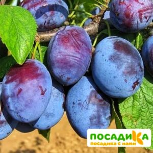 Слива Чачакская ранняя купить по цене от 229.00р. в интернет-магазине «Посадика» с доставкой почтой в в Салехарде и по всей России – [изображение №1].