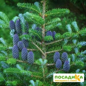 Пихта корейская (Abies koreana) купить по цене от 450.00р. в интернет-магазине «Посадика» с доставкой почтой в в Салехарде и по всей России – [изображение №1].