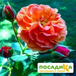 Роза Арабия купить по цене от 350.00р. в интернет-магазине «Посадика» с доставкой почтой в в Салехарде и по всей России – [изображение №1].