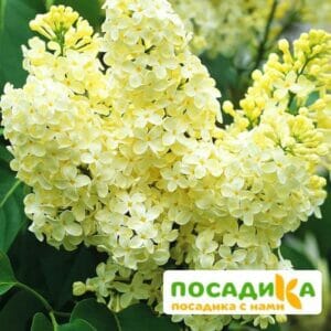 Сирень Примроуз (Primrose) купить по цене от 529.00р. в интернет-магазине «Посадика» с доставкой почтой в в Салехарде и по всей России – [изображение №1].