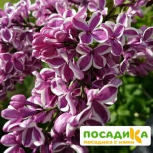 Сирень Сенсация купить по цене от 529.00р. в интернет-магазине «Посадика» с доставкой почтой в в Салехарде и по всей России – [изображение №1].