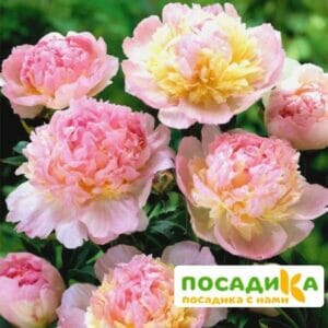 Пион Распберри Сандей (Paeonia Raspberry Sundae) купить по цене от 959р. в интернет-магазине «Посадика» с доставкой почтой в в Салехарде и по всей России – [изображение №1].