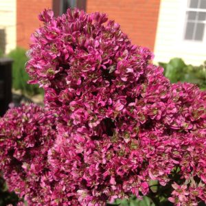 Флокс Филингс купить по цене от 329р. в интернет-магазине «Посадика» с доставкой почтой в в Салехарде и по всей России – [изображение №1].