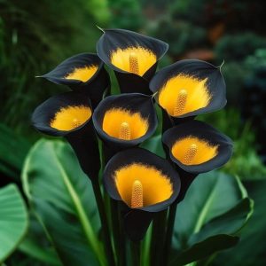 Калла Легато купить по цене от 620р. в интернет-магазине «Посадика» с доставкой почтой в в Салехарде и по всей России – [изображение №1].