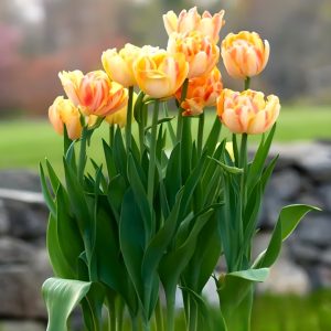 Тюльпан Верона Санрайз купить по цене от 280р. в интернет-магазине «Посадика» с доставкой почтой в в Салехарде и по всей России – [изображение №1].