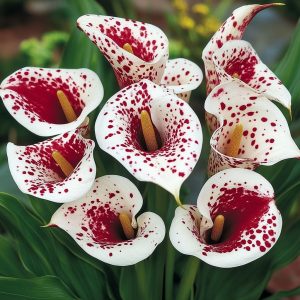 Калла Эмпайр купить по цене от 302р. в интернет-магазине «Посадика» с доставкой почтой в в Салехарде и по всей России – [изображение №1].