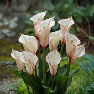 Калла Глейшер купить по цене от 299р. в интернет-магазине «Посадика» с доставкой почтой в в Салехарде и по всей России – [изображение №1].