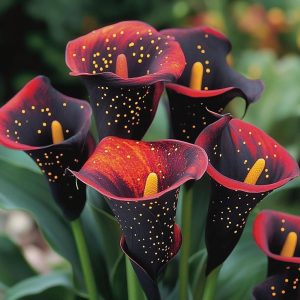 Калла Нуар купить по цене от 299р. в интернет-магазине «Посадика» с доставкой почтой в в Салехарде и по всей России – [изображение №1].