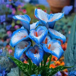 Калла Портрейт купить по цене от 292р. в интернет-магазине «Посадика» с доставкой почтой в в Салехарде и по всей России – [изображение №1].