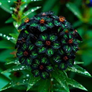 Флокс Ривьера купить по цене от 299р. в интернет-магазине «Посадика» с доставкой почтой в в Салехарде и по всей России – [изображение №1].