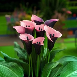 Калла Энигма купить по цене от 291р. в интернет-магазине «Посадика» с доставкой почтой в в Салехарде и по всей России – [изображение №1].