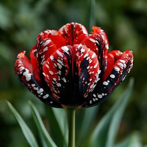 Тюльпан Вельвет Файер купить по цене от 394р. в интернет-магазине «Посадика» с доставкой почтой в в Салехарде и по всей России – [изображение №1].