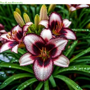 Лилейник Крим Сикл купить по цене от 799р. в интернет-магазине «Посадика» с доставкой почтой в в Салехарде и по всей России – [изображение №1].