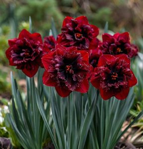 Нарцисс Сапфировый Бриз купить по цене от 3000р. в интернет-магазине «Посадика» с доставкой почтой в в Салехарде и по всей России – [изображение №1].