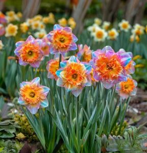 Нарцисс Айвери Дон купить по цене от 3000р. в интернет-магазине «Посадика» с доставкой почтой в в Салехарде и по всей России – [изображение №1].