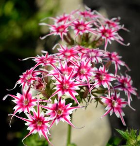 Флокс Метельчатый Путь купить по цене от 456р. в интернет-магазине «Посадика» с доставкой почтой в в Салехарде и по всей России – [изображение №1].