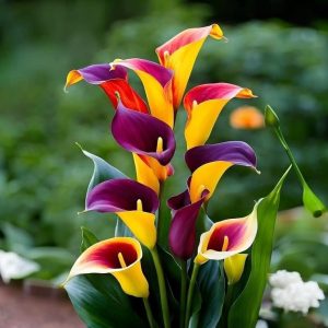 Калла Кристалл купить по цене от 450р. в интернет-магазине «Посадика» с доставкой почтой в в Салехарде и по всей России – [изображение №1].