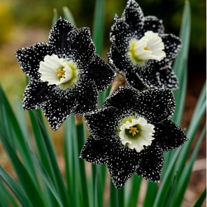 Нарцисс Кассата купить по цене от 372р. в интернет-магазине «Посадика» с доставкой почтой в в Салехарде и по всей России – [изображение №1].