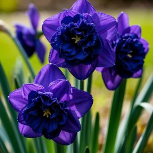 Нарцисс Арт Нуво купить по цене от 378р. в интернет-магазине «Посадика» с доставкой почтой в в Салехарде и по всей России – [изображение №1].