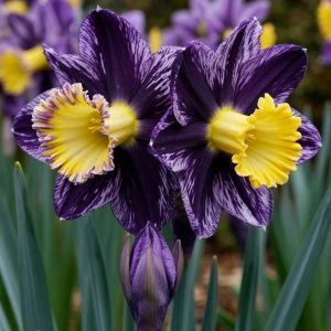 Нарцисс Акропоис купить по цене от 382р. в интернет-магазине «Посадика» с доставкой почтой в в Салехарде и по всей России – [изображение №1].