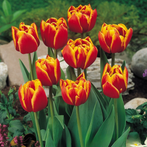 Тюльпан Блэк Фаер купить по цене от 275р. в интернет-магазине «Посадика» с доставкой почтой в в Салехарде и по всей России – [изображение №1].