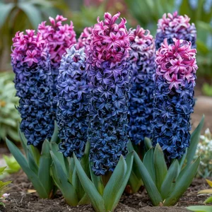 Гиацинт Блю Спринг купить по цене от 2099р. в интернет-магазине «Посадика» с доставкой почтой в в Салехарде и по всей России – [изображение №1].