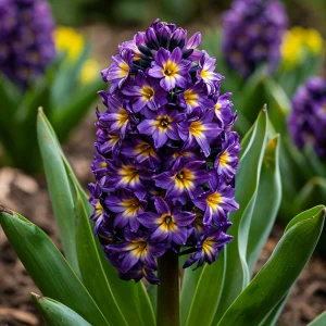 Гиацинт Вельвет Колор купить по цене от 2099р. в интернет-магазине «Посадика» с доставкой почтой в в Салехарде и по всей России – [изображение №1].