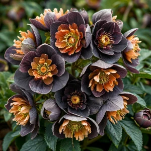 Морозник Блум Айс купить по цене от 499р. в интернет-магазине «Посадика» с доставкой почтой в в Салехарде и по всей России – [изображение №1].