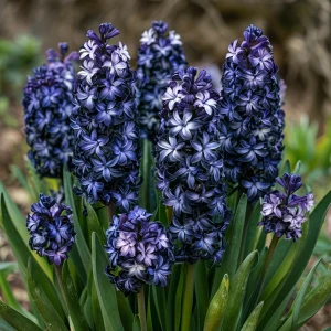 Гиацинт Блум Клауд купить по цене от 2099р. в интернет-магазине «Посадика» с доставкой почтой в в Салехарде и по всей России – [изображение №1].