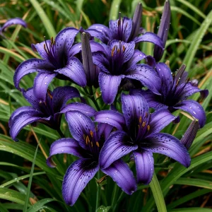 Лилейник Блю Айрис купить по цене от 324р. в интернет-магазине «Посадика» с доставкой почтой в в Салехарде и по всей России – [изображение №1].