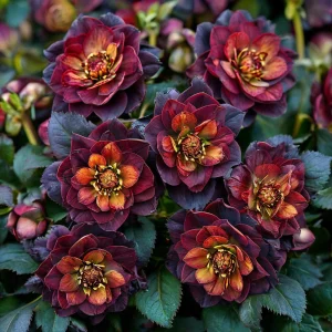 Морозник Сноу Дроп купить по цене от 348р. в интернет-магазине «Посадика» с доставкой почтой в в Салехарде и по всей России – [изображение №1].