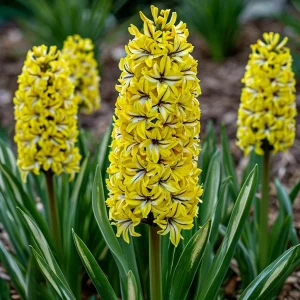 Гиацинт Сансет Голд купить по цене от 2099р. в интернет-магазине «Посадика» с доставкой почтой в в Салехарде и по всей России – [изображение №1].