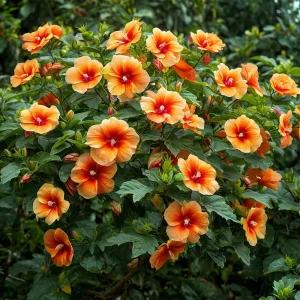 Гибискус Кристал Рэй купить по цене от 458р. в интернет-магазине «Посадика» с доставкой почтой в в Салехарде и по всей России – [изображение №1].