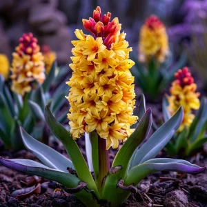 Гиацинт Миднайт Мистери купить по цене от 2099р. в интернет-магазине «Посадика» с доставкой почтой в в Салехарде и по всей России – [изображение №1].