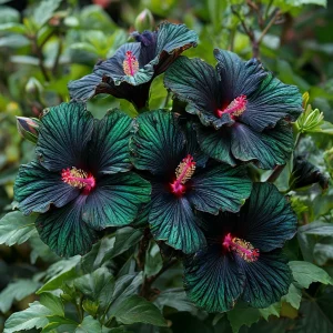 Гибискус Пикок Плюм купить по цене от 490р. в интернет-магазине «Посадика» с доставкой почтой в в Салехарде и по всей России – [изображение №1].