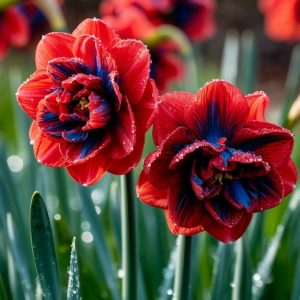 Нарцисс Эрличе купить по цене от 386р. в интернет-магазине «Посадика» с доставкой почтой в в Салехарде и по всей России – [изображение №1].