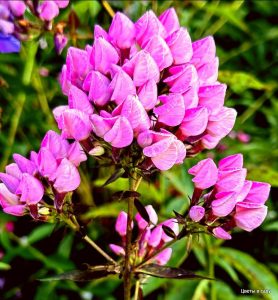 Флокс Бутоник купить по цене от 461р. в интернет-магазине «Посадика» с доставкой почтой в в Салехарде и по всей России – [изображение №1].