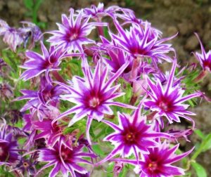 Флокс Звездное Кружево купить по цене от 361р. в интернет-магазине «Посадика» с доставкой почтой в в Салехарде и по всей России – [изображение №1].