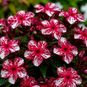 Флокс Ливер Гриммер купить по цене от 590р. в интернет-магазине «Посадика» с доставкой почтой в в Салехарде и по всей России – [изображение №1].