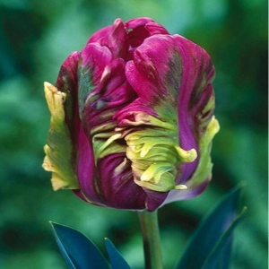 Тюльпан Экзотик Хэвен купить по цене от 186р. в интернет-магазине «Посадика» с доставкой почтой в в Салехарде и по всей России – [изображение №1].