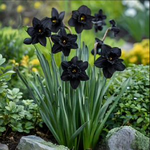 Нарцисс Тень Королевы купить по цене от 500р. в интернет-магазине «Посадика» с доставкой почтой в в Салехарде и по всей России – [изображение №1].