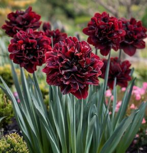 Нарцисс Малиновая Вуаль купить по цене от 3000р. в интернет-магазине «Посадика» с доставкой почтой в в Салехарде и по всей России – [изображение №1].