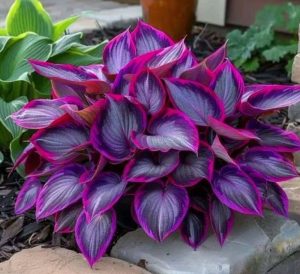 Хоста Сикрет Гарденс купить по цене от 549р. в интернет-магазине «Посадика» с доставкой почтой в в Салехарде и по всей России – [изображение №1].