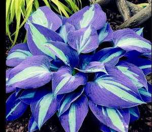 Хоста Аурелия купить по цене от 450р. в интернет-магазине «Посадика» с доставкой почтой в в Салехарде и по всей России – [изображение №1].